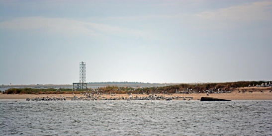 Pelican Island along the mouth of the Cape Fear River.  Photo by Maymie Higgins